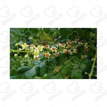 Босвелия пильчатая Экстракт (сухой порошок) 1 кг 