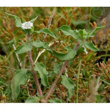Эклипта Альба Eclipta prostrata / Eclipta alba Экстракт (сухой порошок) Эклипта Альба Eclipta prostrata / Eclipta alba Экстракт (сухой порошок)